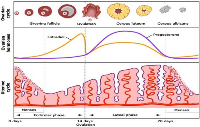 Ciclo menstrual