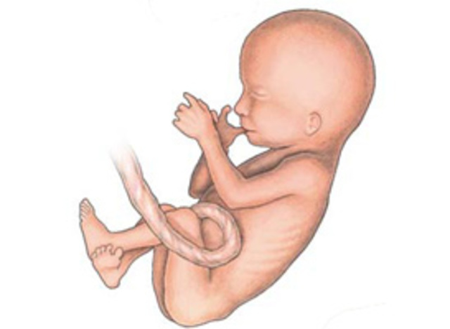 Etapa fetal