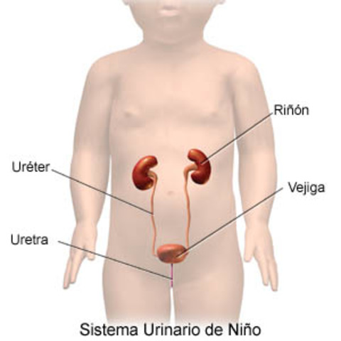 SISTEMA RENAL
