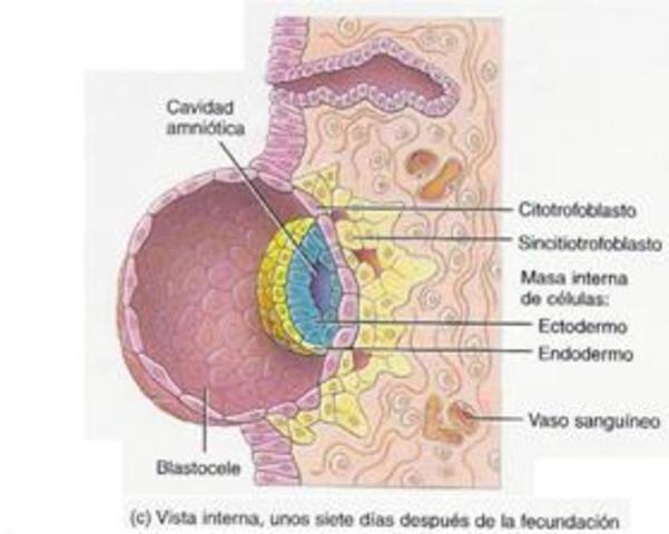 Día 5-6. Anclaje del blastocisto en el endometrio