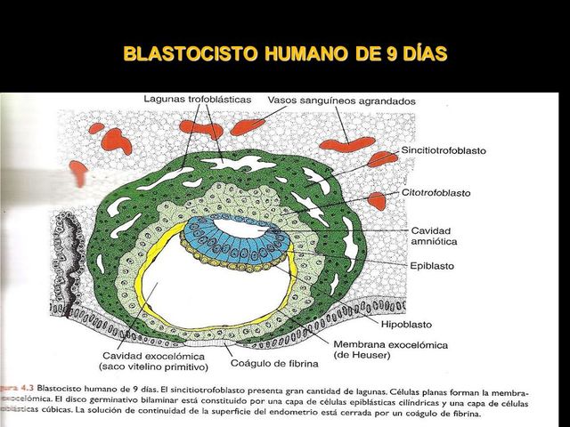 Día 7-12 Implantación