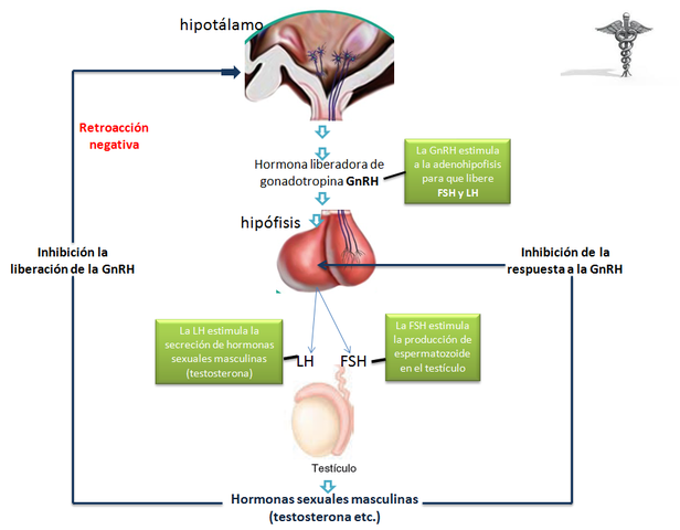EJE HIPOTÁLAMO-HIPÓFISIS-GONADAL
