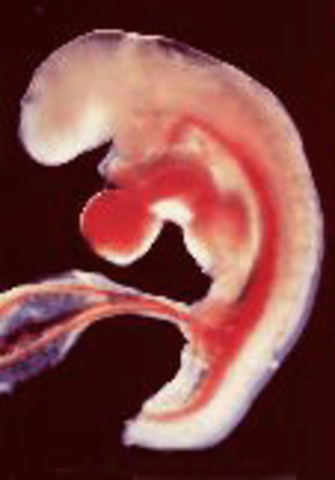 Tercer semana de embarazo