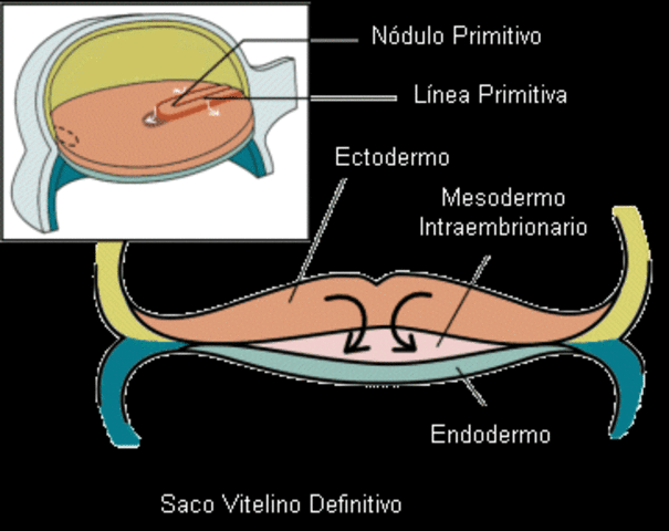 Etapa embrionaria y fetal.