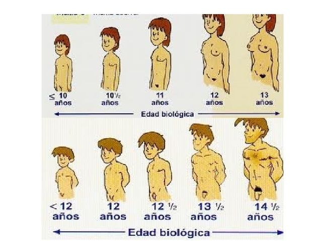 Pubertad (12-14 años)