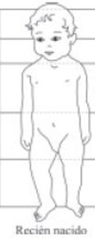 Proporciones corporales de un lactante.