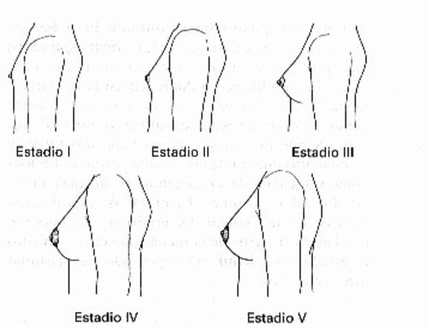 Crecimiento de mamas