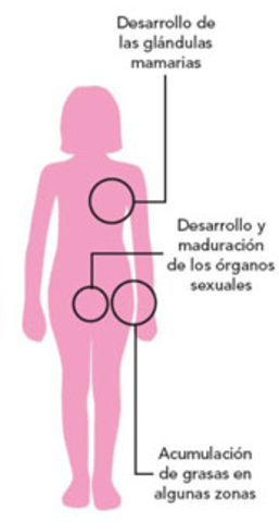 Desarrollo de la pubertad en chicas,