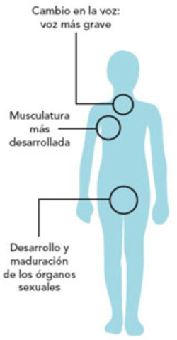 Desarrollo de la pubertad en chicos.
