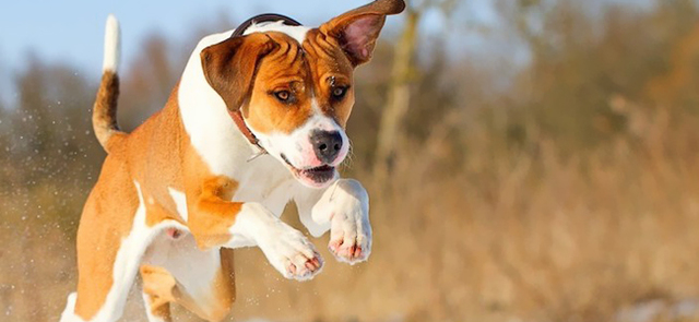 TIMELINE 9 ISLAND FOR SALE