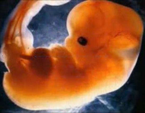 7ta semana (1º mes)