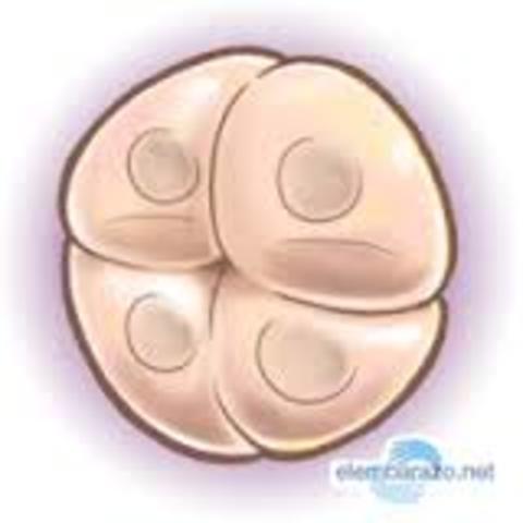 Creacion de la Morula