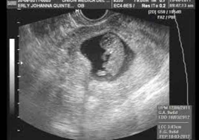 8 semanas. Características externas