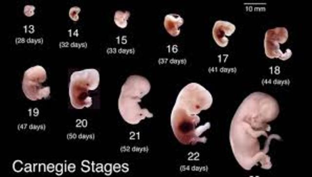 Desarrollo del Embrion