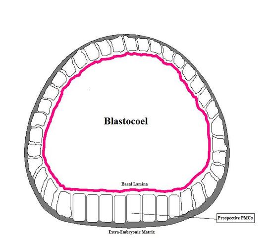 Blastula