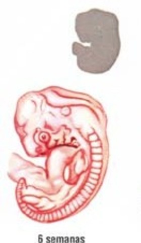 Sexta semana de embarazo