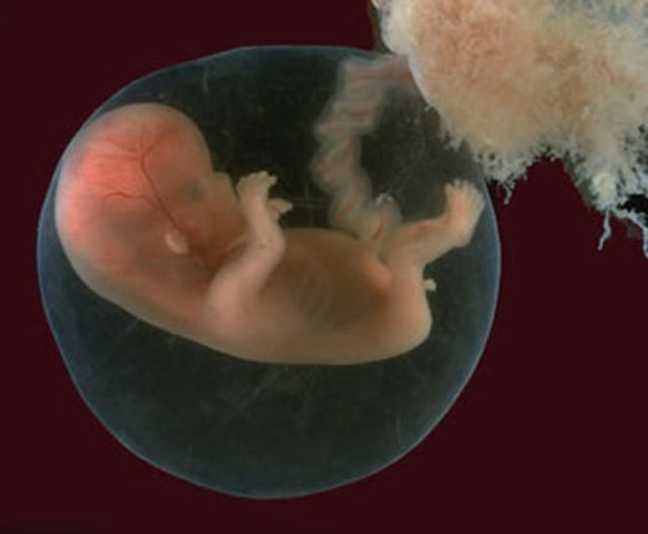 10 semanas. Características externas