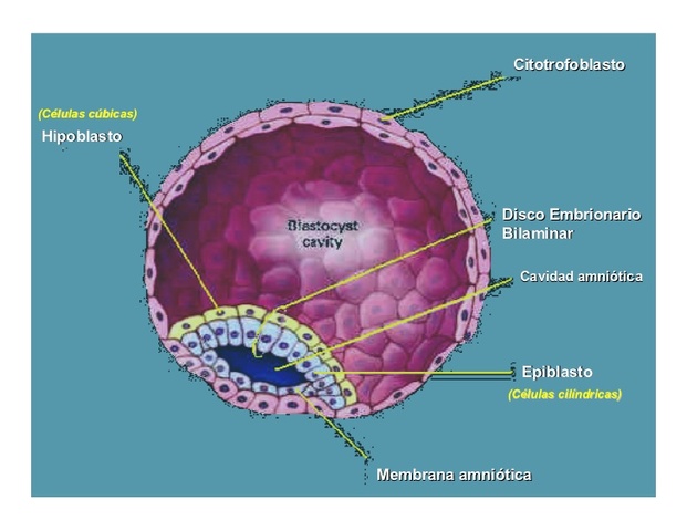 Desarrollo del Embrion