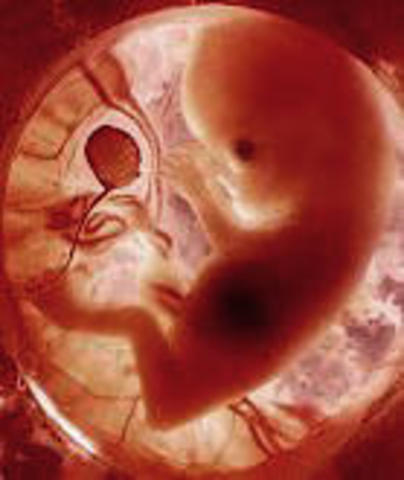 11 semanas. Características internas