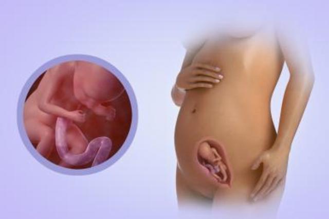 5 meses. Características externas