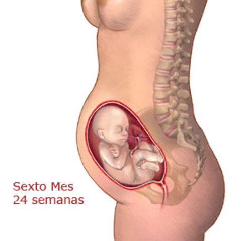 6 meses. Características externas