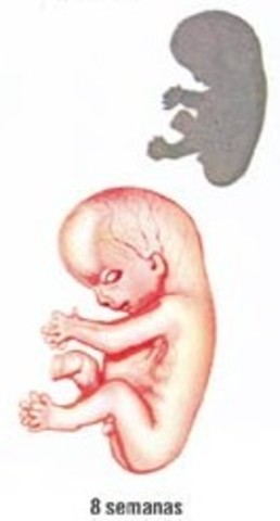 Octava semana de embarazo