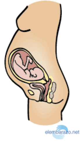 7 meses. Características externas