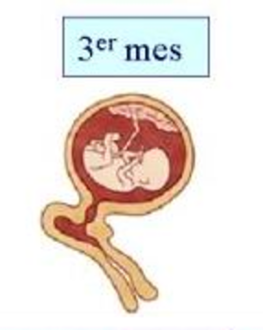 Tercer mes de embarazo