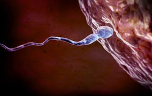 Día 1: Fecundación