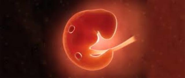 Desarrollo 3° semana