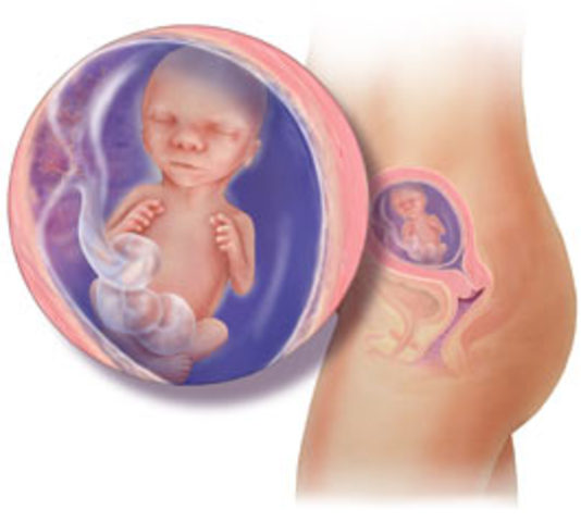 Cuarto mes de embarazo