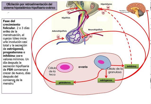 EJE HITALAMO-HIPOFISIS-GONADAL