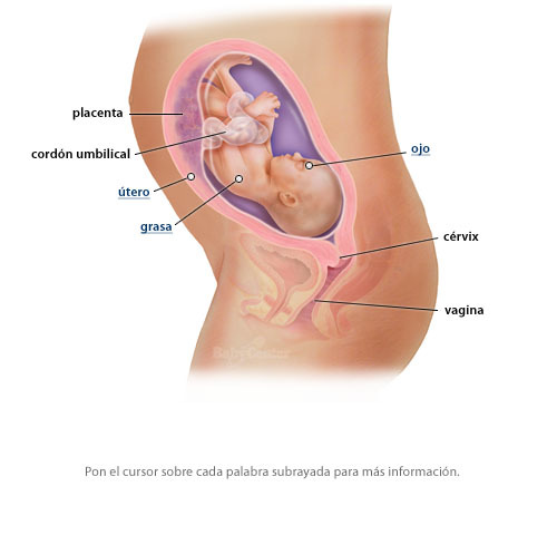28ª semana (7º mes)