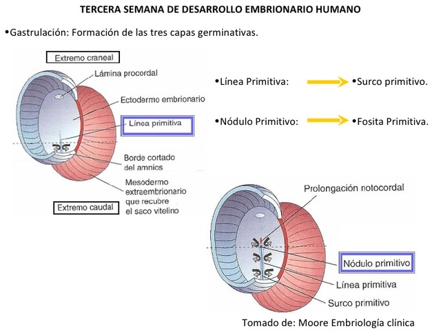 Desarrollo del embrion tercera semana.
