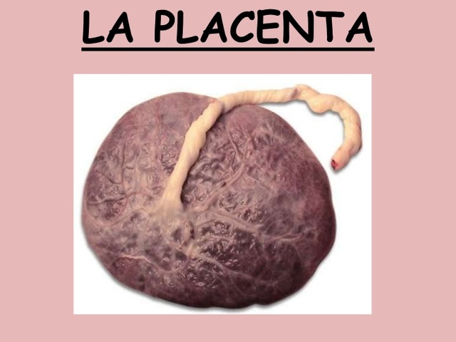La placenta
