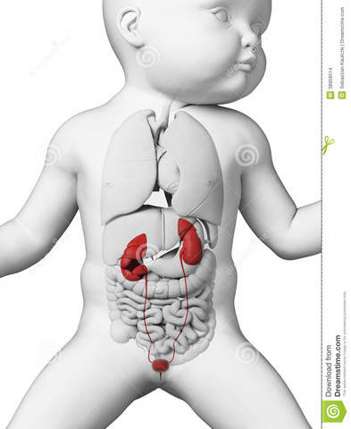 Sistema renal