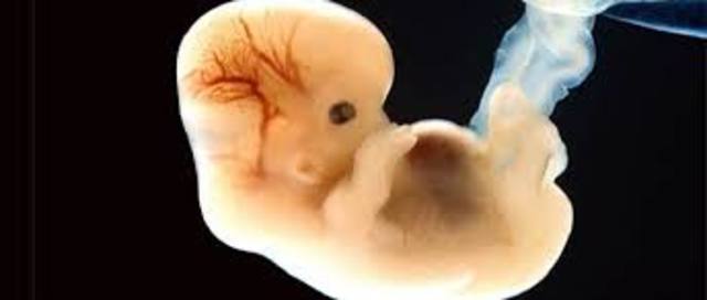 Futuro embrión