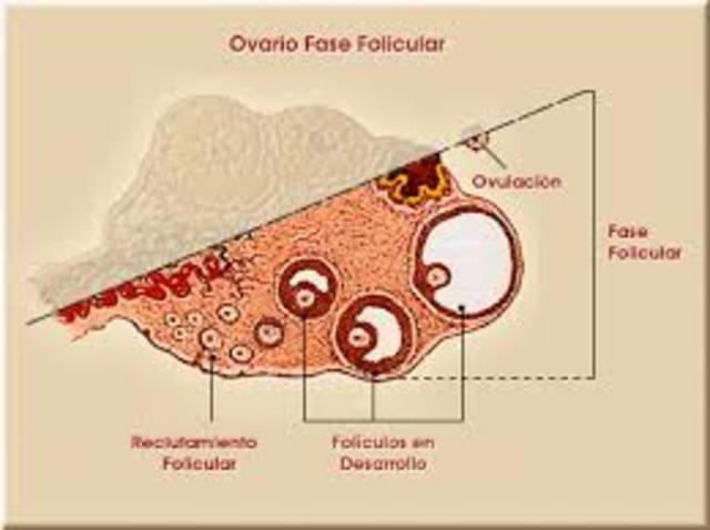 fase folicular
