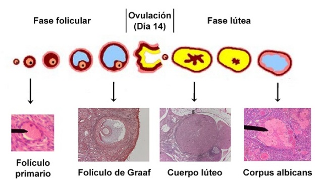 fase ovulatoria