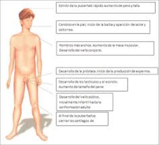 pubertad en niños