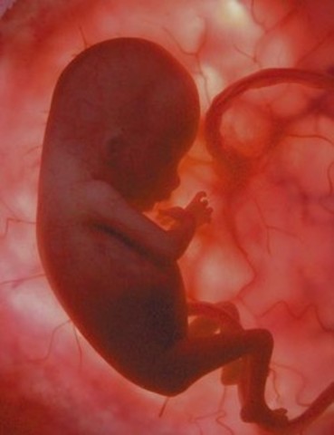 Etapa fetal cuarto mes.