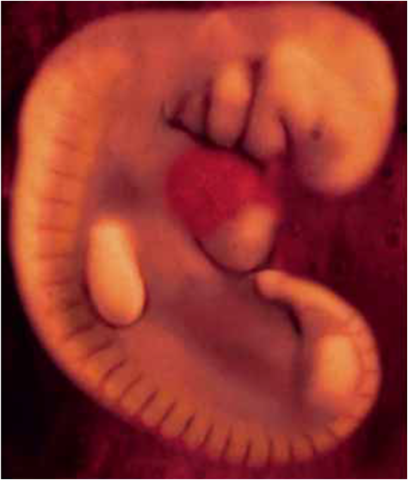 4ta semana (1er mes)