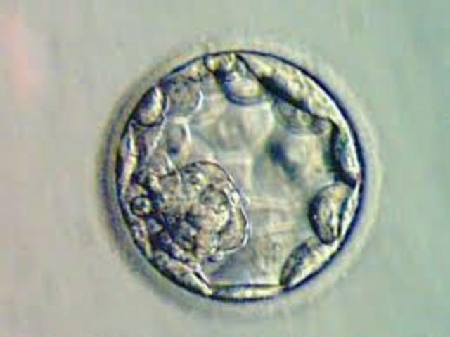 Día 5. Blastulación.