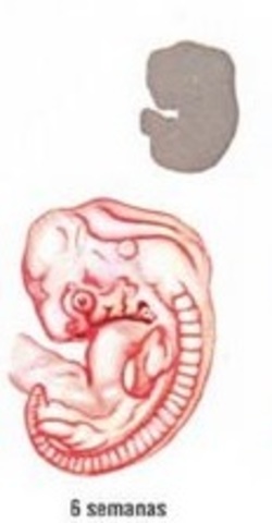 Sexta semana (1 mes)