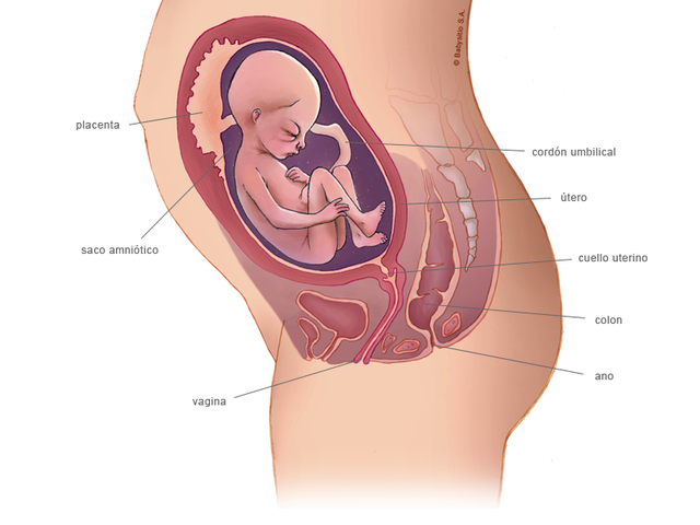 Semana 24 fetal, segundo trimestre. 