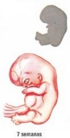 Séptima semana ( 1 mes)