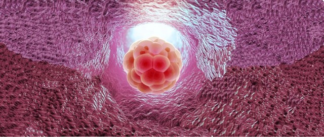 Día 4: Formación del blastoembrión y el trofoblasto