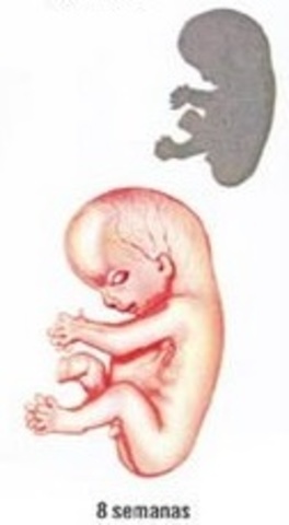 Octava semana (2 mes)