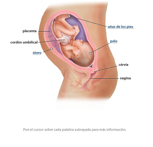 Semana 32 fetal, tercer trimestre.