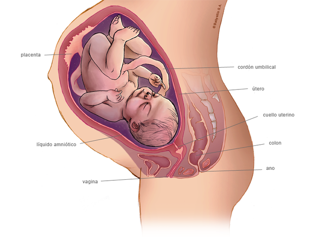 Semana 38 fetal, tercer trimestre. 